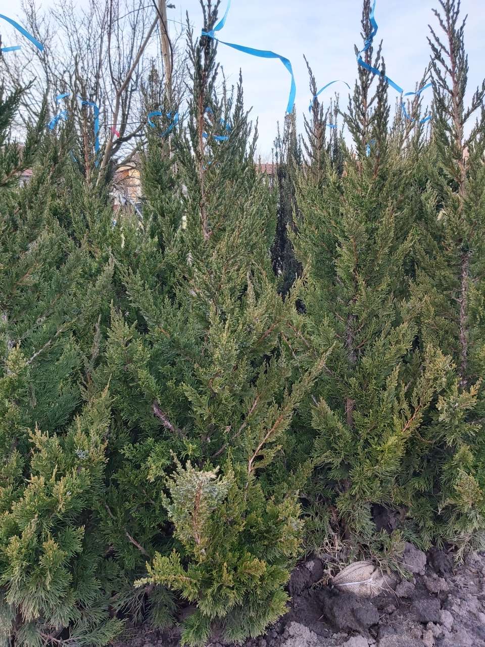 Juniperus Chinensis Keteleeri   Keteleri Kínaí boróka 
