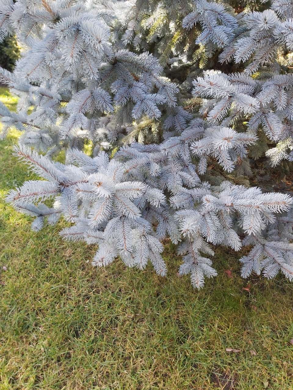 Picea pungens Hoopsi  Hoopsi oltvány ezüstfenyő