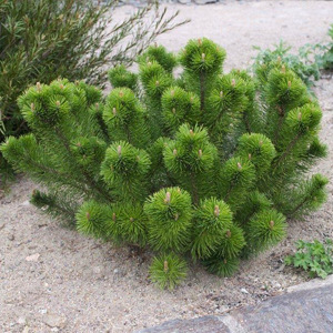 Pinus mugo Havasi törpefenyő
